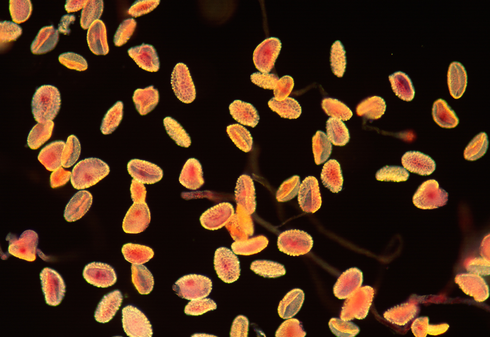 grain de pollen