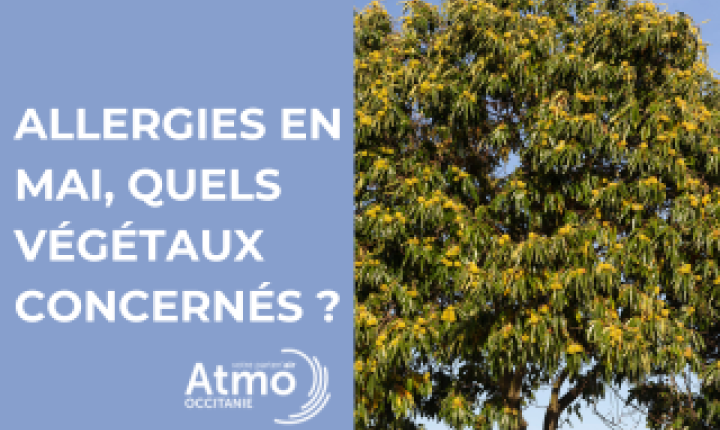 allergies_en_mai_quels_vegetaux_concernes
